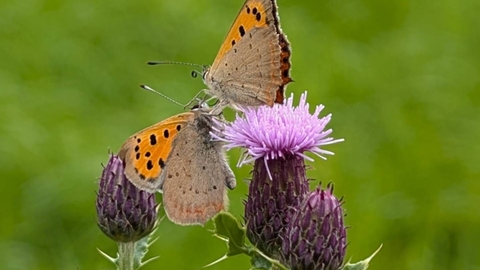 2 butterflies on purple thistles