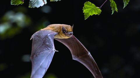 A common pipistrelle in flight