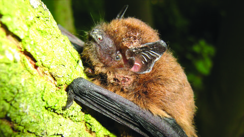 a pipistrelle bat hands on to a tree