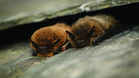 Two common pipistrelle bats sit between roof tiles