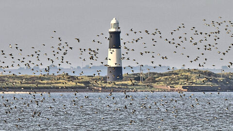 flock of birds over the humber with Spurn lightouse on the peninsula in the background