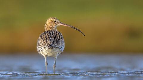 A curlew wading in the shallows of a lake