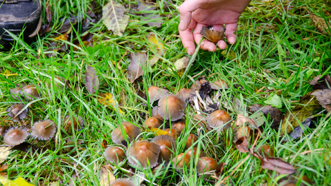 Close up of fungi growing in a grass verge