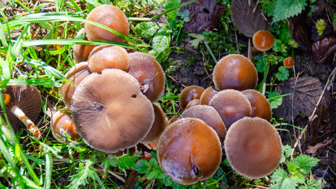 Fungi cluster on woodland floor