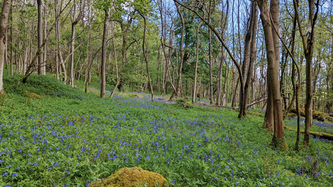 A bluebell carpet at Grass Wood