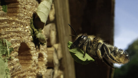 Wood-carving leafcutter bee flying towards an insect hotel with a leaf to seal her nest 