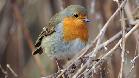 Robin looking into lens