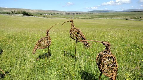 three willow curlews standing on the open grassy plane of Ingleborough on a sunny blue sky day.
