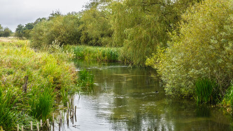 River Skerne in landscape, summer