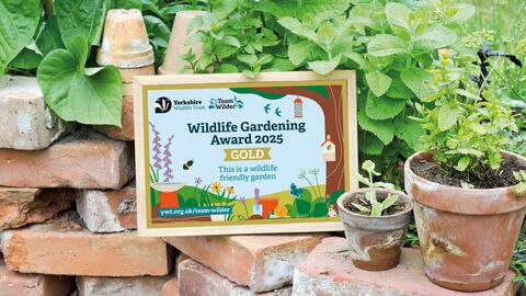 Wildlife Gardening Award 2025 Gold places on a wall in someone's garden