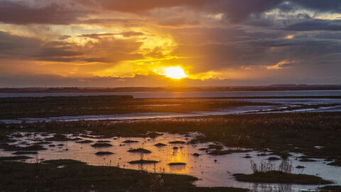 Golden sunset, Paull Holme Strays 