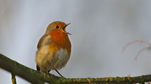 A robin perched on a mossy branch, singing