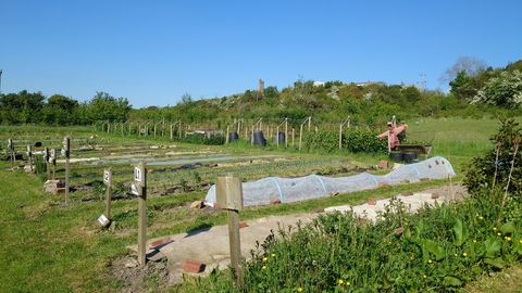 Image showing the allotment space at Stirley with rows of produce growing and Castle Hill in the background