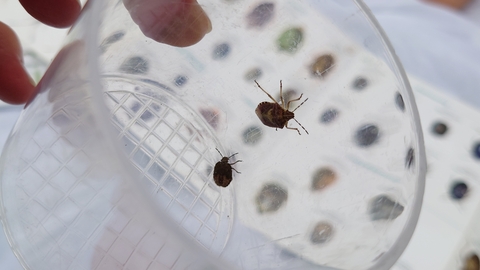 Invertebrate Survey