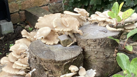 Photo of inoculated logs with fungi on them