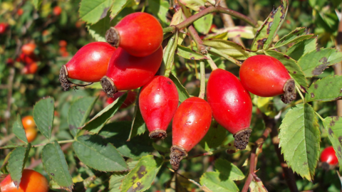 Rose hips in a hedge