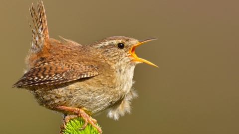 A brown Wren with its beak wide open 