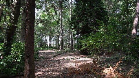Moorlands Woodland View - Howard Roddie