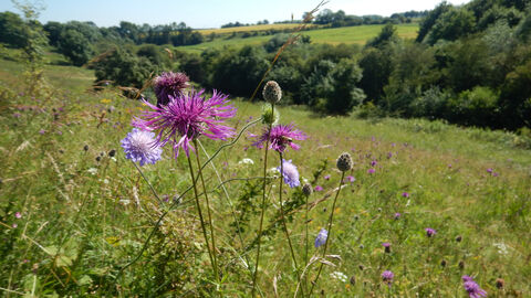 Wildflowers in sloping meadow.