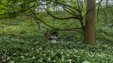 Wild garlic in a wood surrounded by trees. 