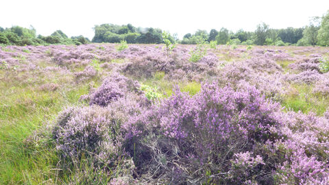 view of purple heather in bloom on lowland heathland on a nature reserve.