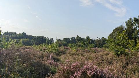 view of purple heather in bloom on lowland heathland on a nature reserve. There are some tres in the distant horizon and the sky is blue