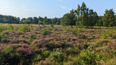 view of purple heather in bloom on lowland heathland on a nature reserve. There are some tres in the distant horizon and the sky is blue