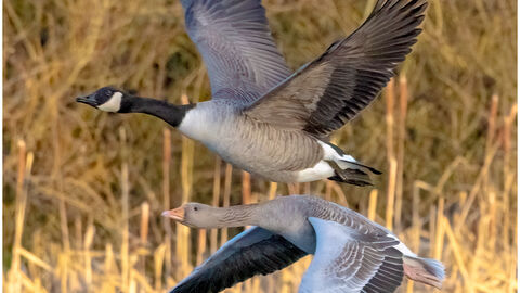 Greylag and Canada Geese flying. Photo by Sean Jones