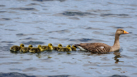 Greylag with a line of goslings