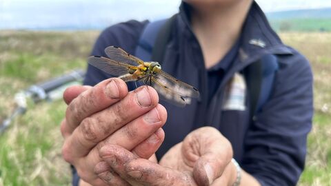 Close-up of a person holding a large, yellow and black dragonfly in cupped, dirty hands against a blurred background of a field.