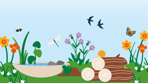 illustration of a wildlife garden with a container pond, flowers and log pile