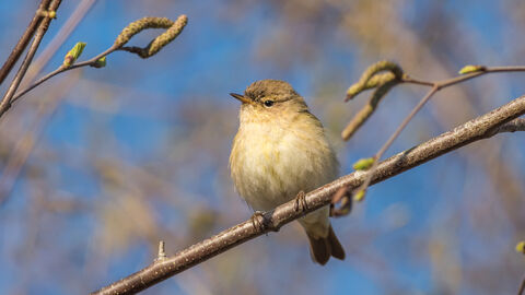 A chiffchaff sits on a small branch.