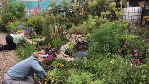 Two people kneeling down gardening surrounded by plants and a pond
