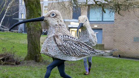 Two people wearing large, detailed bird costumes with long, curved black beaks are walking across a grassy area. The costumes resemble curlews, with brown and white mottled wings. One person is in the foreground, wearing dark blue leggings and brown boots, in motion. Another person, partially visible behind the first, wears grey pants and brown shoes. The background includes a tree, a brick building, and a glimpse of a cloudy sky.