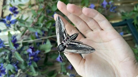 A large black and white moth held on a person's open hand.
