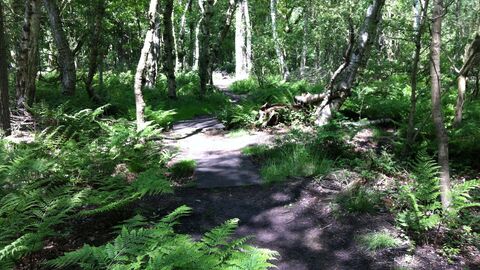 Adel Dam Woodland