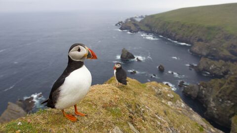 Puffins on cliff