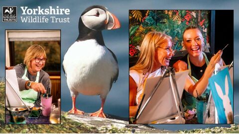 Image of a puffin overlayed by photos of people painting and laughing