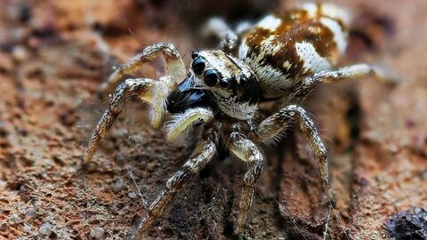 Zebra Spider