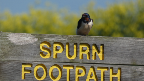A swallow sits upon a sign that says Spurn footpath