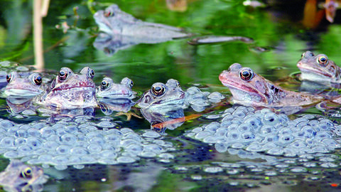 A group of common frogs poking their heads out of a pond surrounded by frogspawn.