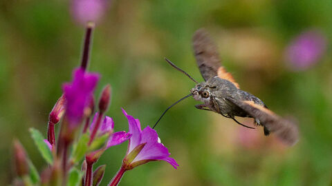 A moth hovers mid air as it is about to land on a purple flower.