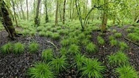 Askham Bog
