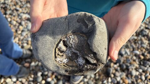 Ammonite being held by a child