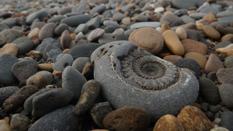 Ammonite amongst rocks on Spurn's beach