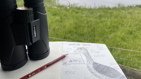 Drawing of a graylag goose and some binoculars
