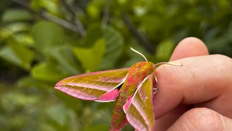 Elephant Hawk Moth