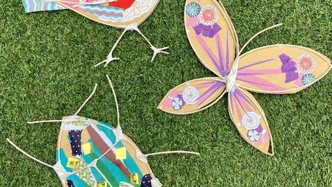 Willow bugs, Butterflies and Birds