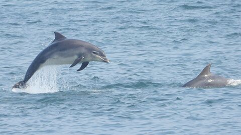 A Bottlenose Dolphin leaps out of the water