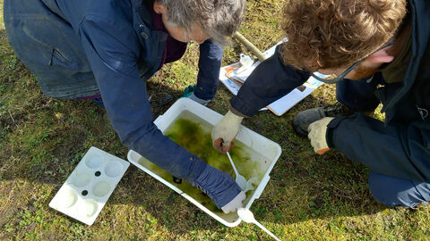 Pond Dipping
